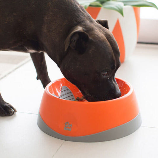 Dangerous Foods Your Dog Should Avoid