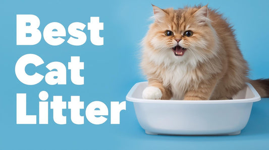 The Ultimate Cat Litter Buying Guide