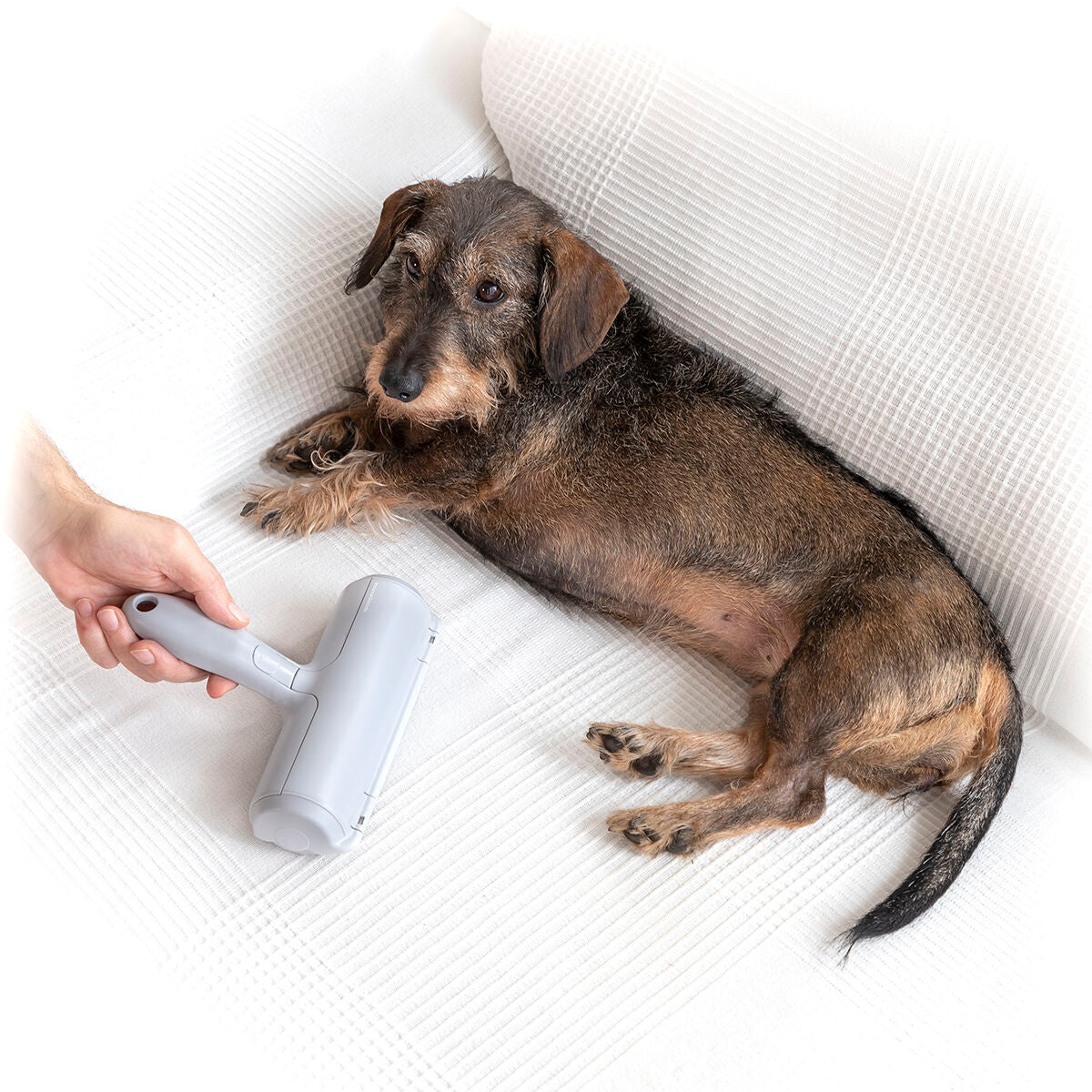 Grooming Health