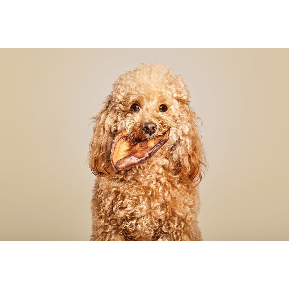 V10HC44D046A0F88FC248D1DA182F6852F9AR6578024P2