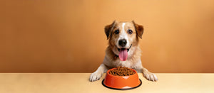   Pet food 