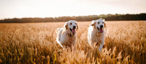   Dogs 